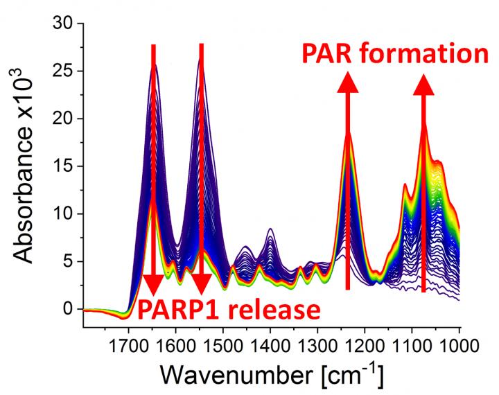 Infrared spectra at different points of time (0-79 min) after the poly(ADP-ribosyl)ation reaction started
