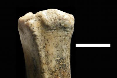 Small Antelope Leg Bone with Cut Marks