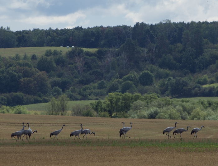 Birdwatching [IMAGE] EurekAlert! Science News Releases