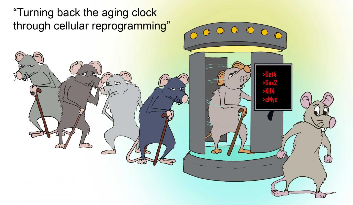 Turning Back the Aging Clock