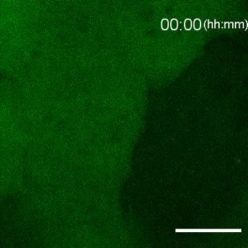 Single-molecule analysis of viral replication.