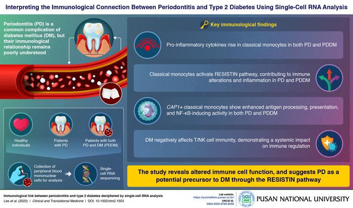 Interpreting the Immunological Connection Between Periodontitis and Diabetes Mellitus Through Single-Cell RNA Analysis