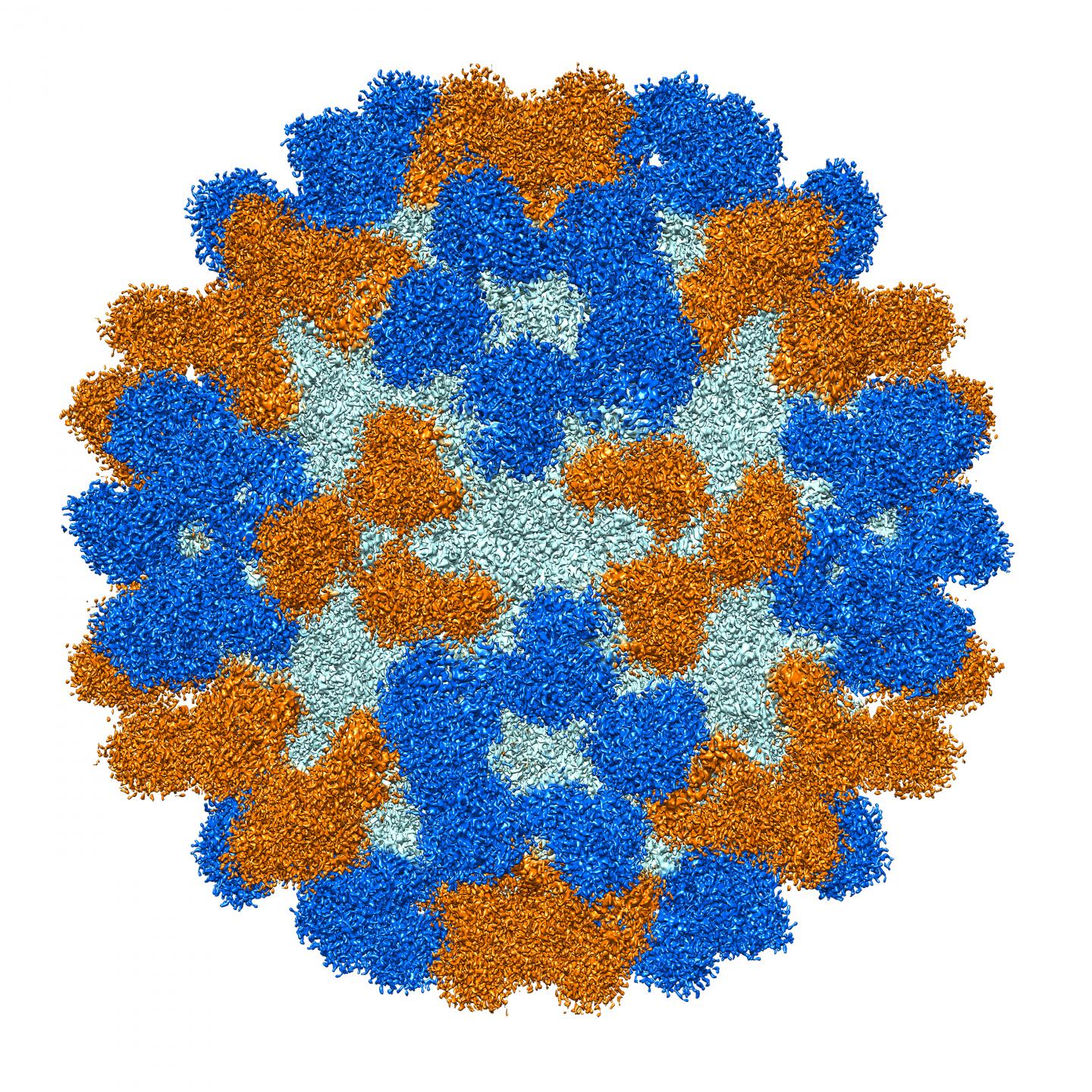 Enterovirus 68