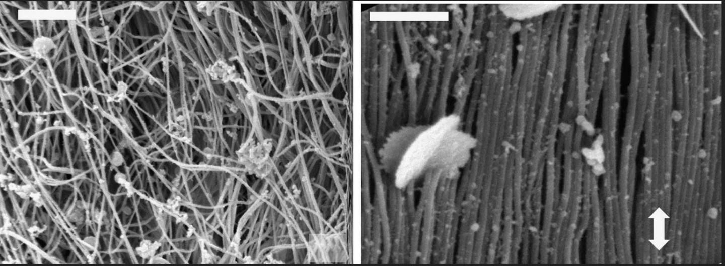 Tear Response of Collagen Fibrils in the Skin (1 of 2)