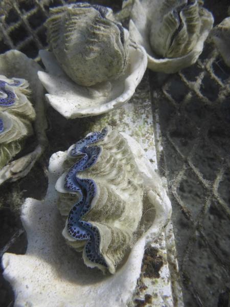 Giant Clam Tridacna maxima