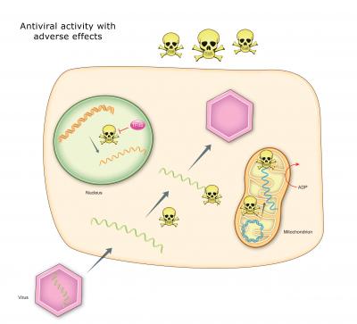 Hepatitis C Treatment's Side Effects Can Now Be Studied in the Lab (2 of 3)