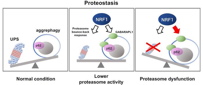 Schematic representation of NRF1-triggered activation of aggrephagy mediated by impaired proteasome activity
