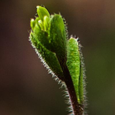 <i>Arabidopsis thaliana</i>