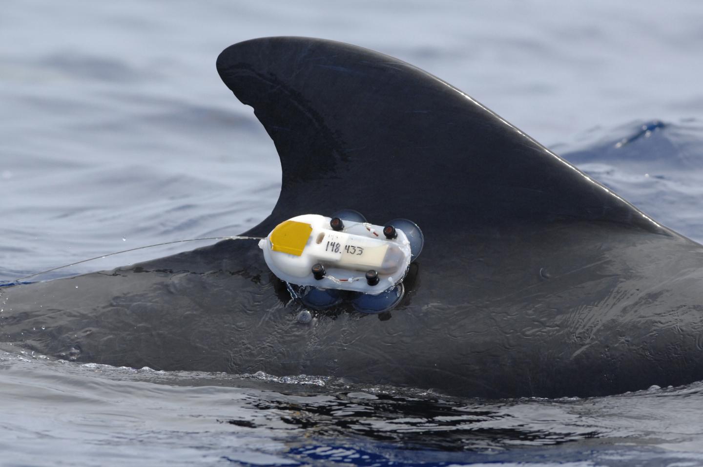 A Dolphin Tagged During a 2008 Duke University Research Project