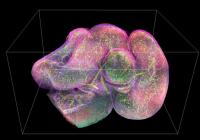 Fluorescence Imaging of a Mouse Intestine