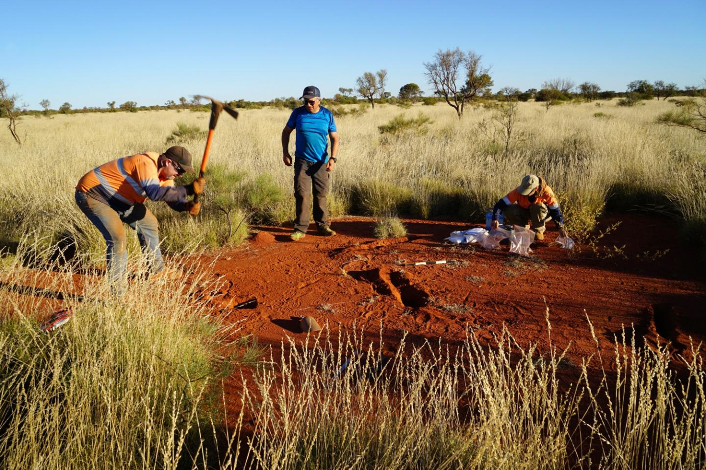 Researchers Get to the Bottom of Fairy Circles (1 of 3)
