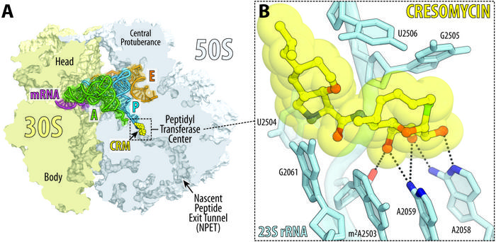cresomycin figure