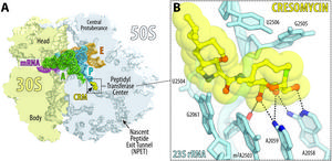 cresomycin figure