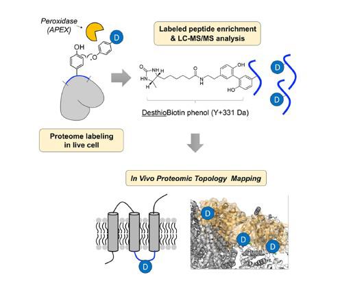 In vivo Structural ID