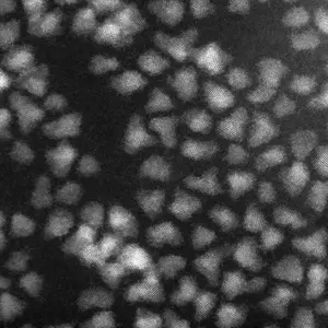 TEM image of the InSb/InP core-shell quantum dots showing narrow size distribution