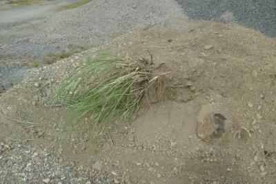 Potential for Spread