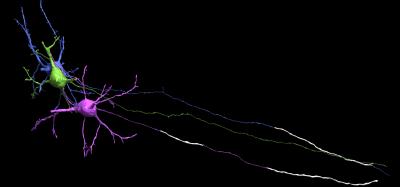 Myelin on Neurons
