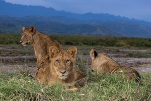 African lions in Queen Elizabeth National Park