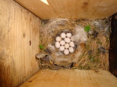 Nest