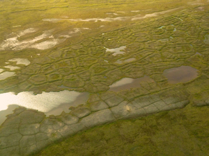 Arctic polygonal tundra