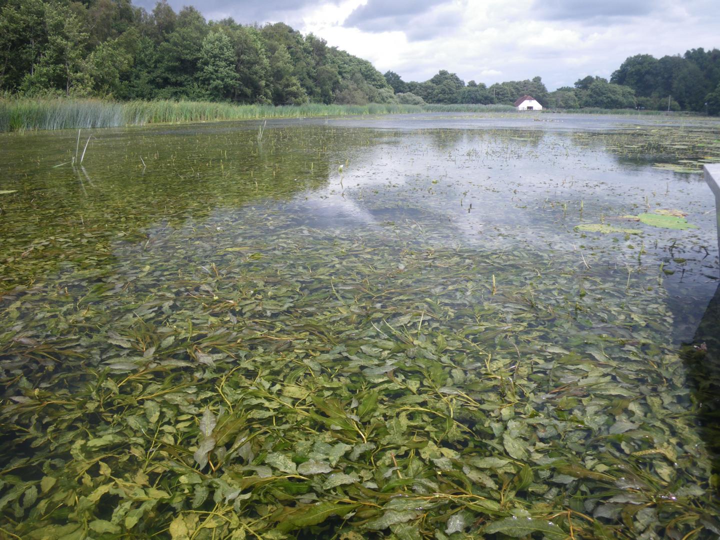 Abundant Submerged Plants