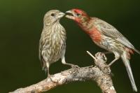 Healthy House Finches 2