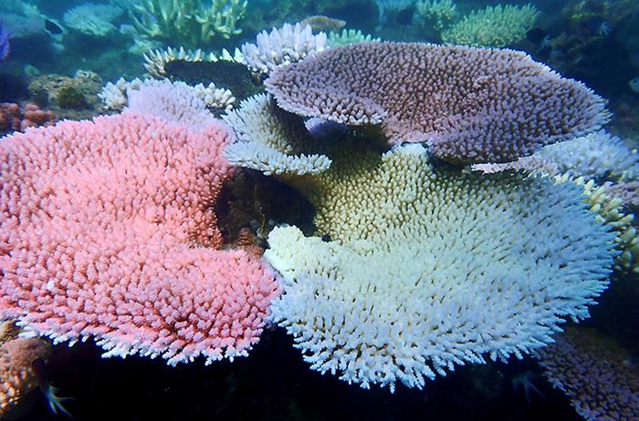 Various degrees of bleaching in corals next to each other