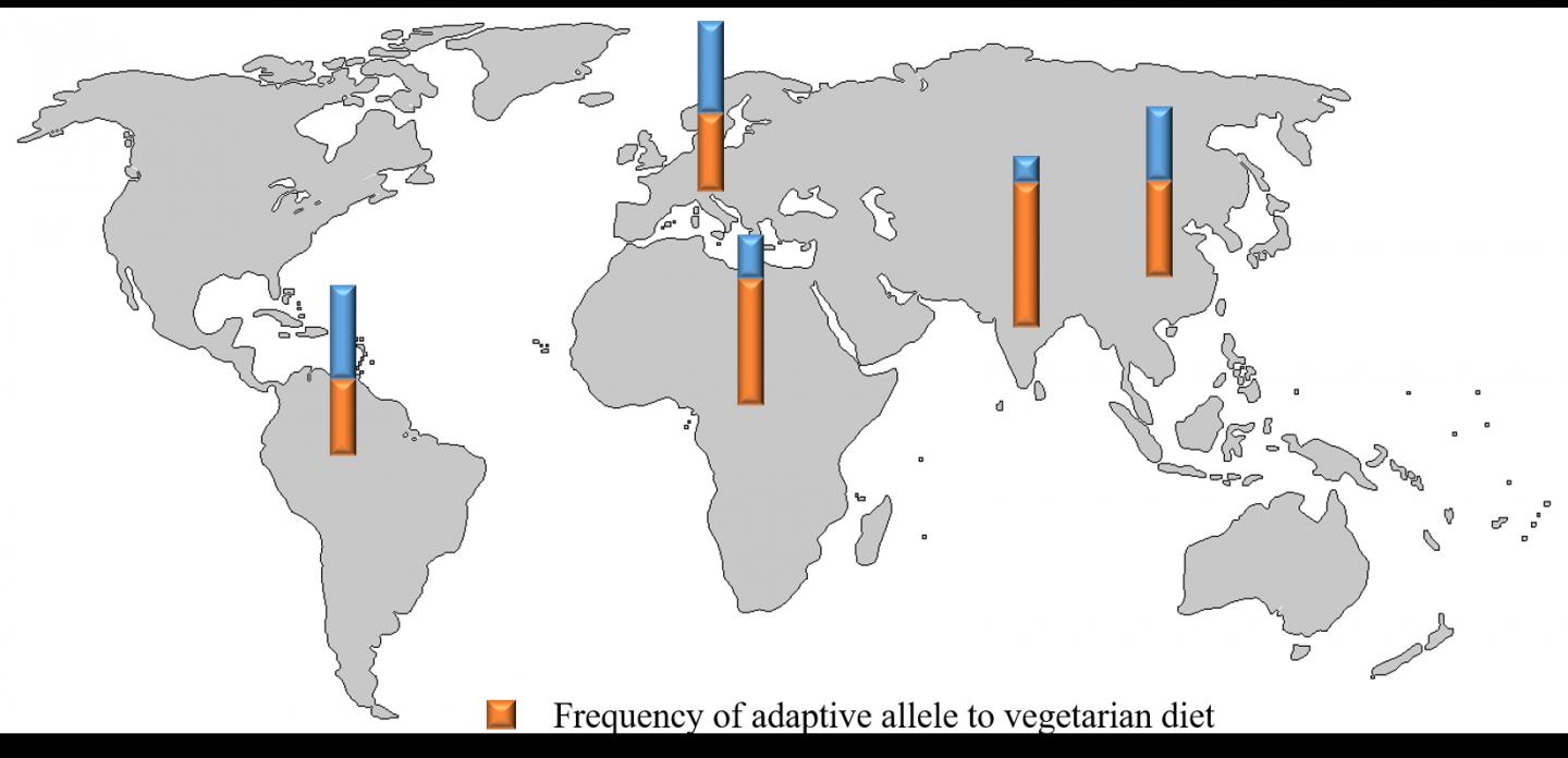 Barplot Frequency Veggie Diet Alleles