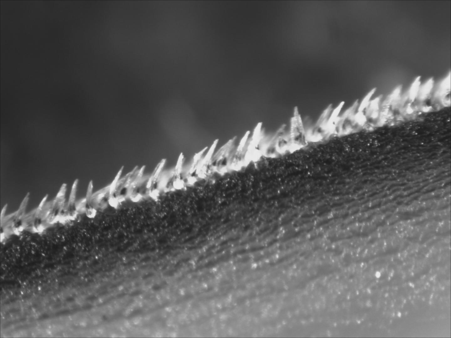 Close-Up View Of Mako Shark Skin
