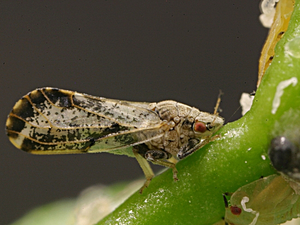 Psyllids