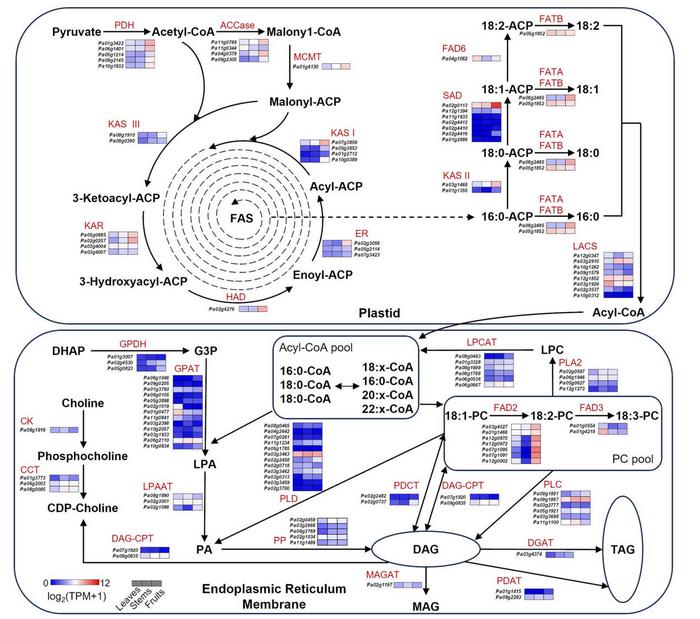 Analysis of genes involved in the fatty acid biosynthesis pathway.