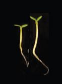 Arapidopsis Plants