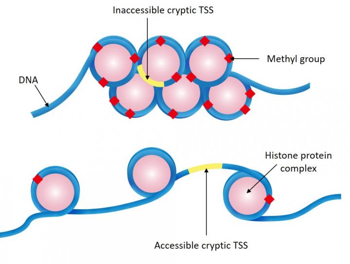 Packing of DNA that contains cryptic TSSs in wildtype and mutant plants