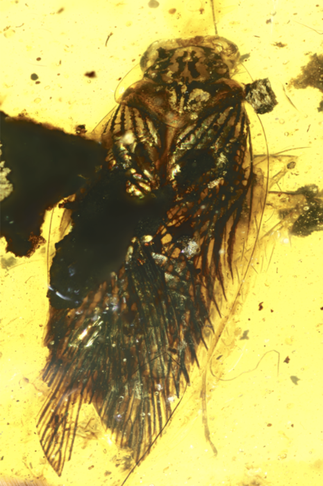 Photo of the entire amber-encased fossil specimen of Huablattula hui
