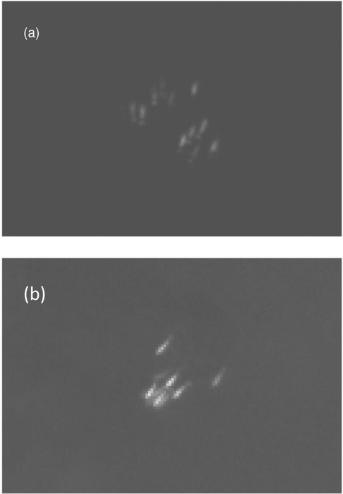 Arctic narwhals and beluga whales can be detected and monitored from space, using satellite orbiting 617km high