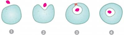 Illustration of Endocytosis