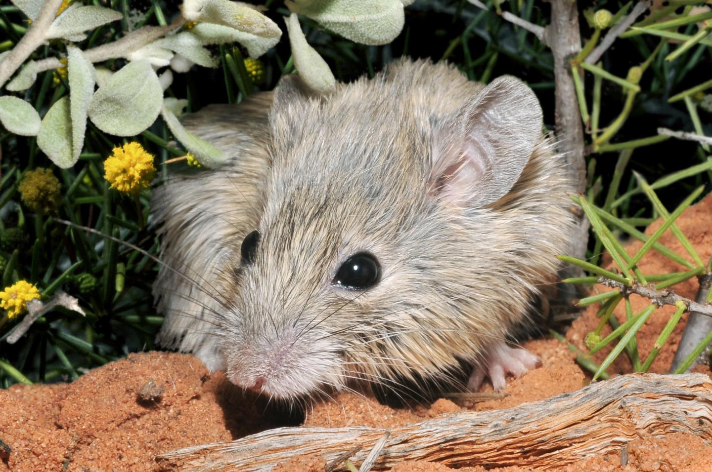 The Shark Bay mouse