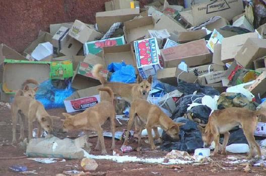 Dingoes at the Garbage Dump