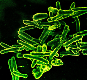 Mycobacterium tuberculosis bacteria