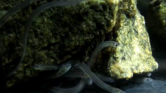 Internal Compass Guides Glass Eels As They Swim, In Time with the Tides (11 of 15)