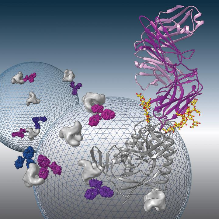 Structural Analysis of Broadly Neutralizing Antibody 8ANC195
