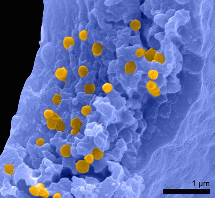 SEM feather melanosomes