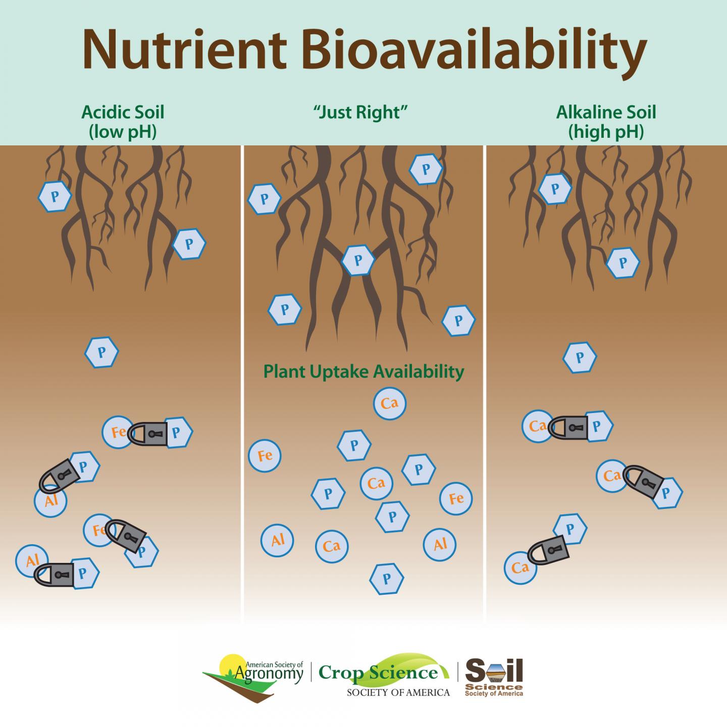 Infographic on soil pH [IMAGE] | EurekAlert! Science News Releases