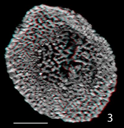 Image of Pollen (2 of 2)