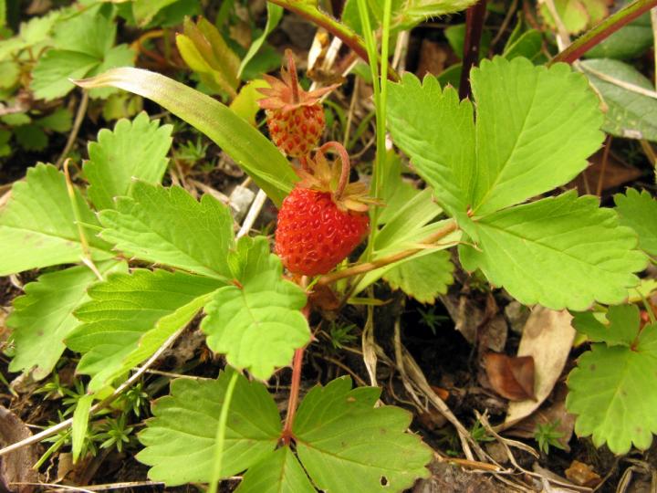 Diploid <em>Fragaria iinumae</em> Strawberry