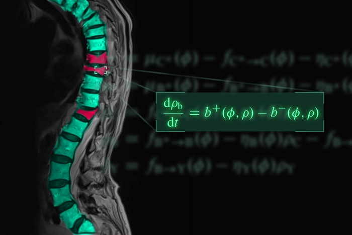 Equation symbolising the mathematical model of osteoporosis