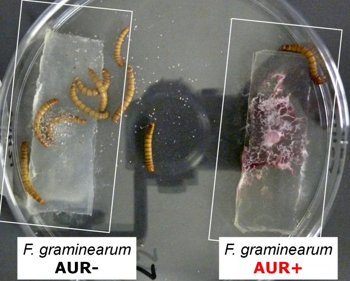 Mealworms and Mould