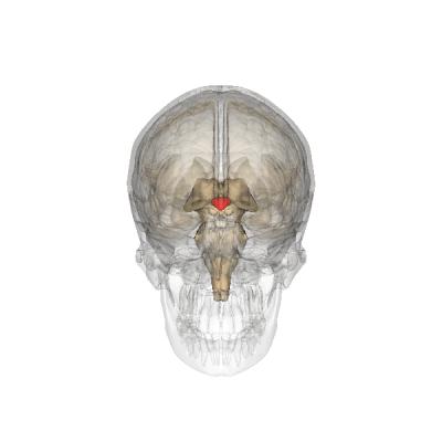 KNDy Neurons Reside in the Hypothalamus (Red)