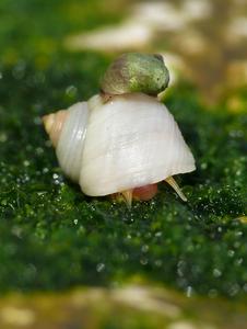 Adult snails adapted to different habitats (portrait)