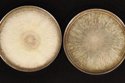 Fusarium